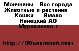 Манчкины - Все города Животные и растения » Кошки   . Ямало-Ненецкий АО,Муравленко г.